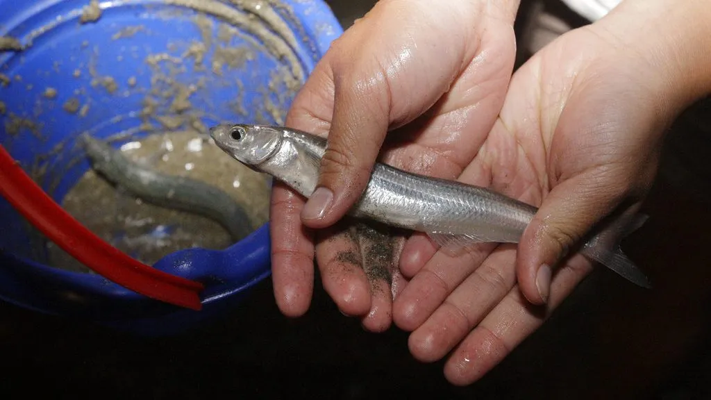 Grunion run California